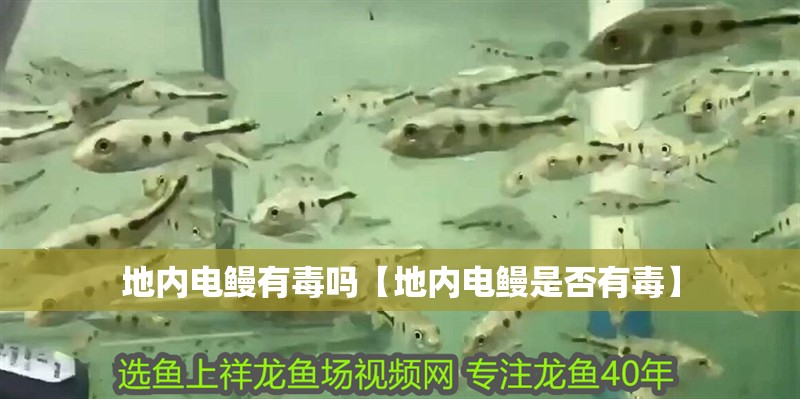 地內(nèi)電鰻有毒嗎【地內(nèi)電鰻是否有毒】
