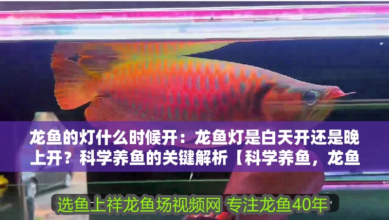 龍魚的燈什么時(shí)候開：龍魚燈是白天開還是晚上開？科學(xué)養(yǎng)魚的關(guān)鍵解析【科學(xué)養(yǎng)魚，龍魚照明,白天開還是晚上開?】