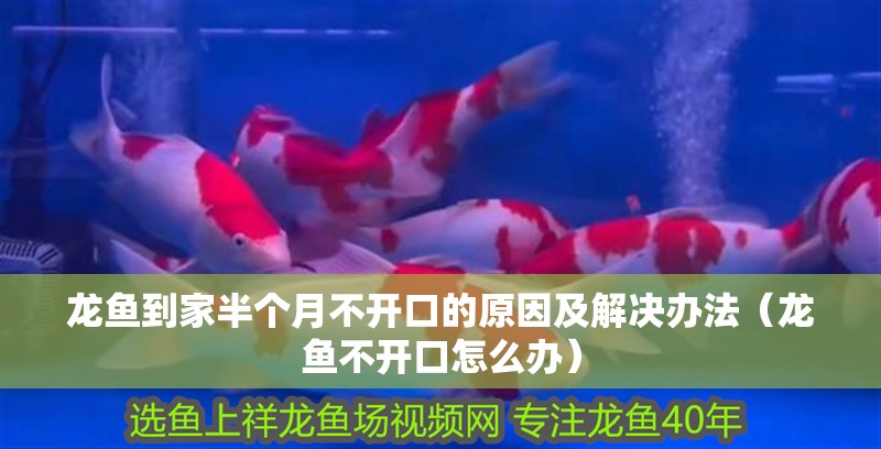 龍魚到家半個(gè)月不開口的原因及解決辦法（龍魚不開口怎么辦）