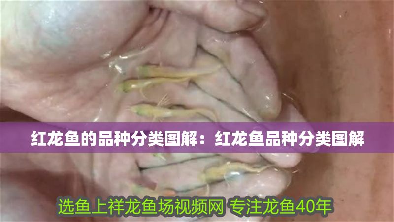 紅龍魚的品種分類圖解：紅龍魚品種分類圖解