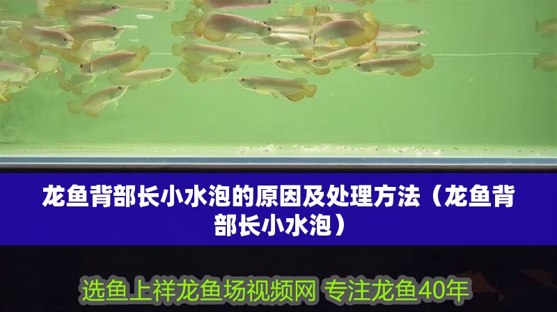龍魚背部長小水泡的原因及處理方法（龍魚背部長小水泡）