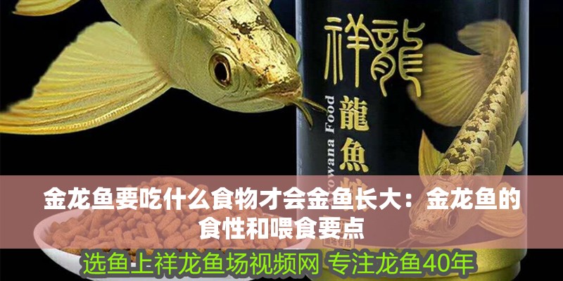 金龍魚要吃什么食物才會金魚長大：金龍魚的食性和喂食要點