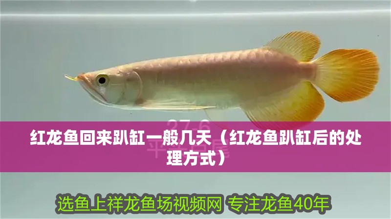 紅龍魚回來趴缸一般幾天（紅龍魚趴缸后的處理方式）