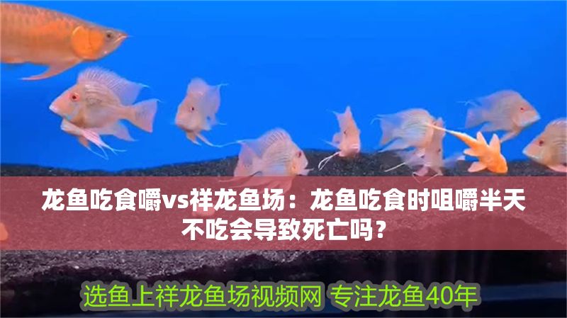 龍魚吃食嚼vs祥龍魚場：龍魚吃食時咀嚼半天不吃會導(dǎo)致死亡嗎？