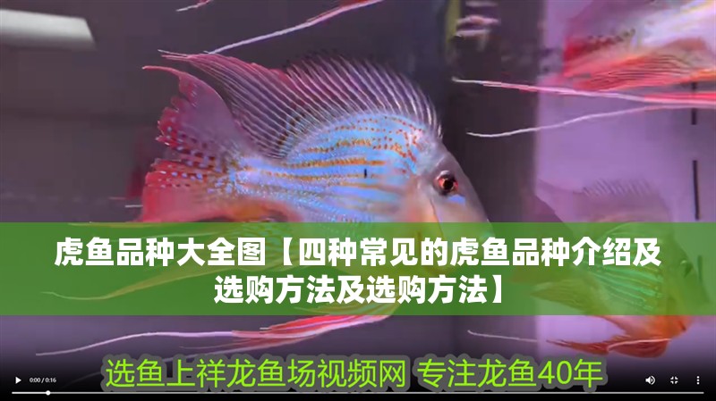 虎魚品種大全圖【四種常見的虎魚品種介紹及選購方法及選購方法】