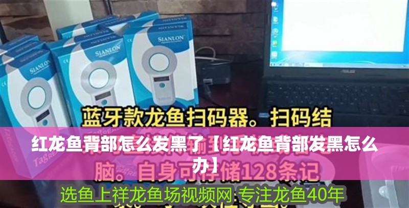 紅龍魚背部怎么發(fā)黑了【紅龍魚背部發(fā)黑怎么辦】