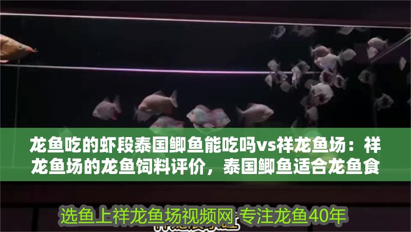 龍魚吃的蝦段泰國鯽魚能吃嗎vs祥龍魚場：祥龍魚場的龍魚飼料評價，泰國鯽魚適合龍魚食用嗎