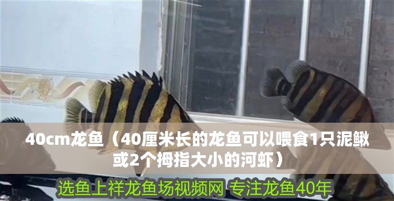 虎魚這種魚眼還有救嗎? 40cm龍魚(40厘米長的龍魚可以喂食1只泥鰍或2個拇指大小的河蝦) 龍魚百科 40cm龍魚(40厘米長的龍魚可以喂食1只泥鰍或2個拇指大小的河蝦) 40cm龍魚(40厘米長的龍魚可以喂食1只泥鰍或2個拇指大小的河蝦) 龍魚百科