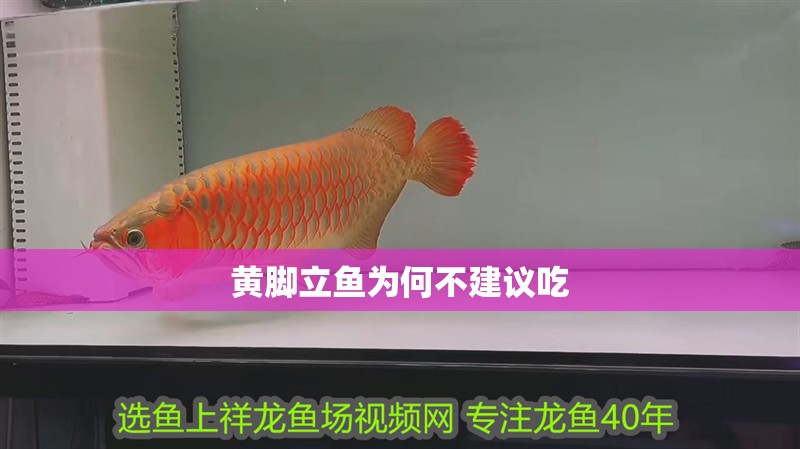 魚缸過濾器選購指南:自制魚缸過濾器魚缸上置過濾器對于養(yǎng)魚愛好者的必備知識 黃腳立魚為何不建議吃 龍魚論壇 黃腳立魚為何不建議吃 黃腳立魚為何不建議吃 龍魚論壇