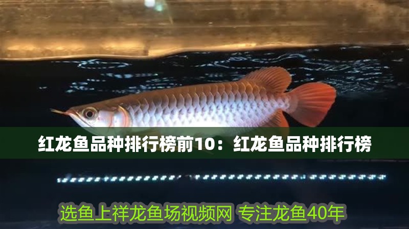 紅龍魚品種排行榜前10：紅龍魚品種排行榜