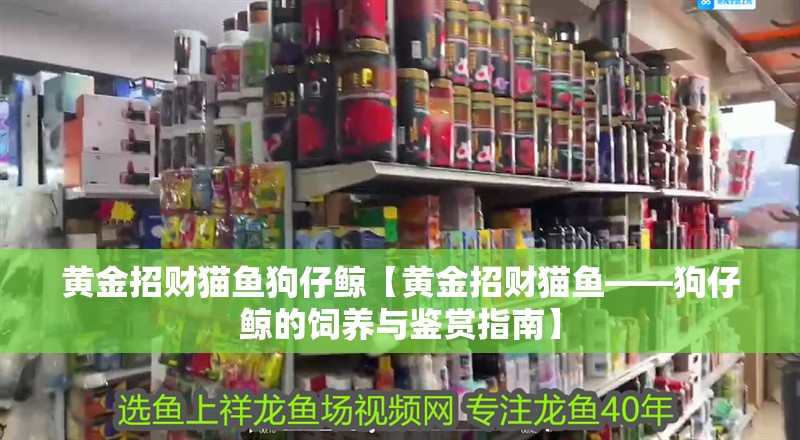 魚缸用增氧泵價格是多少:魚缸增氧機-xtrac增氧機-xtrac增氧機 黃金招財貓魚狗仔鯨【黃金招財貓魚——狗仔鯨的飼養與鑒賞指南】 龍魚論壇 黃金招財貓魚狗仔鯨【黃金招財貓魚——狗仔鯨的飼養與鑒賞指南】 黃金招財貓魚狗仔鯨【黃金招財貓魚——狗仔鯨的飼養與鑒賞指南】 龍魚論壇