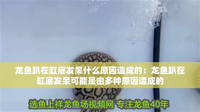 龍魚趴在缸底發呆什么原因造成的：龍魚趴在缸底發呆可能是由多種原因造成的