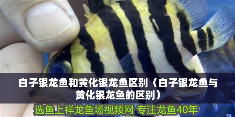 白子銀龍魚和黃化銀龍魚區別（白子銀龍魚與黃化銀龍魚的區別）