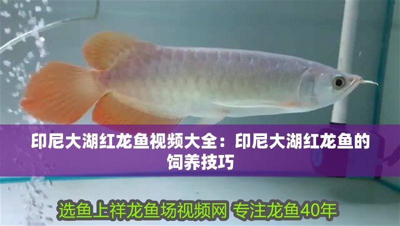 印尼大湖紅龍魚視頻大全：印尼大湖紅龍魚的飼養技巧