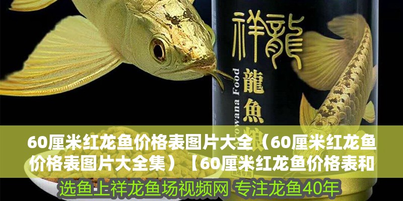 60厘米紅龍魚價(jià)格表圖片大全（60厘米紅龍魚價(jià)格表圖片大全集）【60厘米紅龍魚價(jià)格表和圖片大全】