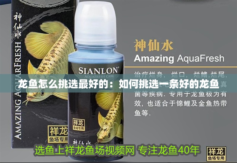 龍魚怎么挑選最好的：如何挑選一條好的龍魚