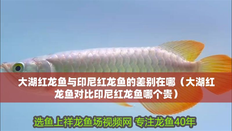 大湖紅龍魚與印尼紅龍魚的差別在哪（大湖紅龍魚對比印尼紅龍魚哪個貴）