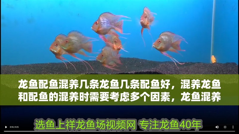 龍魚配魚混養幾條龍魚幾條配魚好，混養龍魚和配魚的混養時需要考慮多個因素，龍魚混養需要考慮多個因素
