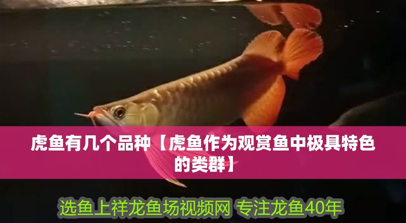 虎魚有幾個品種【虎魚作為觀賞魚中極具特色的類群】