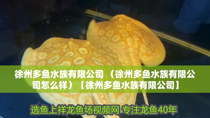徐州多魚水族有限公司 （徐州多魚水族有限公司怎么樣）【徐州多魚水族有限公司】