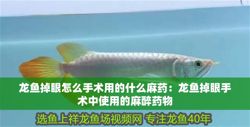 龍魚掉眼怎么手術(shù)用的什么麻藥：龍魚掉眼手術(shù)中使用的麻醉藥物