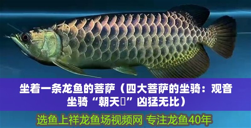 坐著一條龍魚的菩薩（四大菩薩的坐騎：觀音坐騎“朝天犼”兇猛無比）
