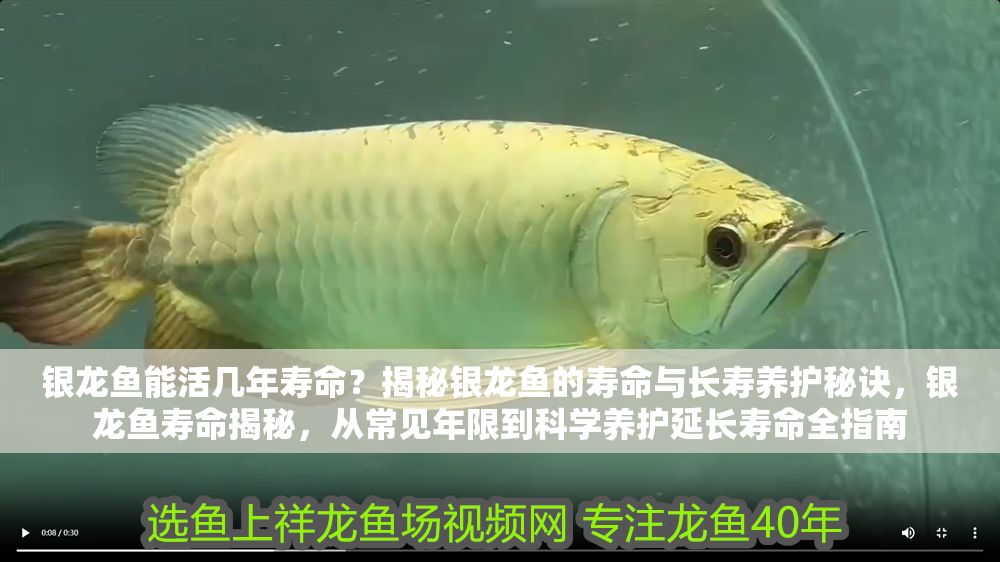 銀龍魚能活幾年壽命？揭秘銀龍魚的壽命與長壽養(yǎng)護(hù)秘訣，銀龍魚壽命揭秘，從常見年限到科學(xué)養(yǎng)護(hù)延長壽命全指南