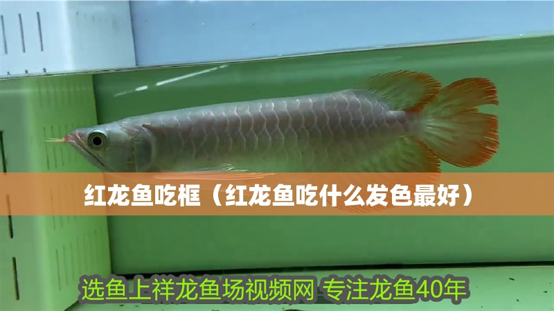 紅龍魚吃框（紅龍魚吃什么發色最好）