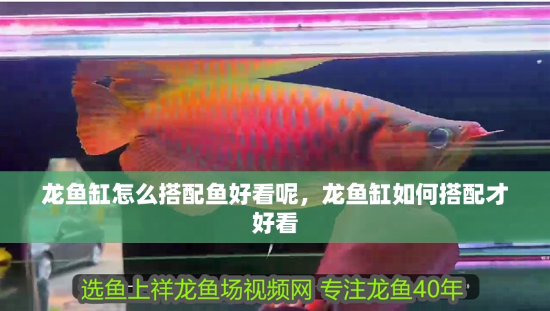 龍魚缸怎么搭配魚好看呢，龍魚缸如何搭配才好看