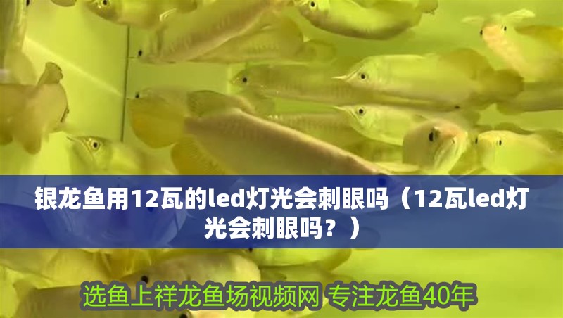 銀龍魚用12瓦的led燈光會(huì)刺眼嗎（12瓦led燈光會(huì)刺眼嗎？）