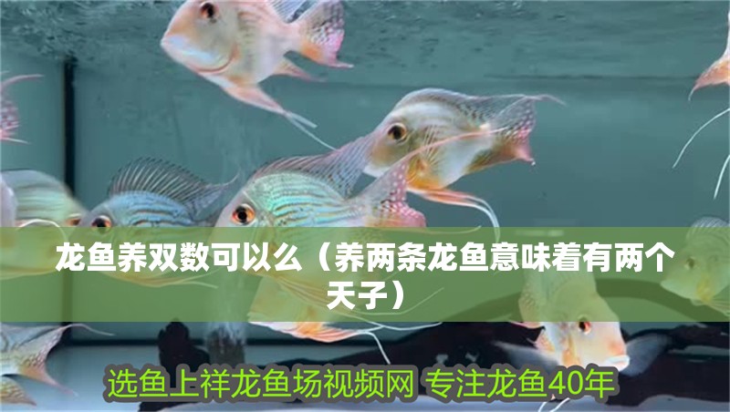龍魚養(yǎng)雙數(shù)可以么（養(yǎng)兩條龍魚意味著有兩個(gè)天子）