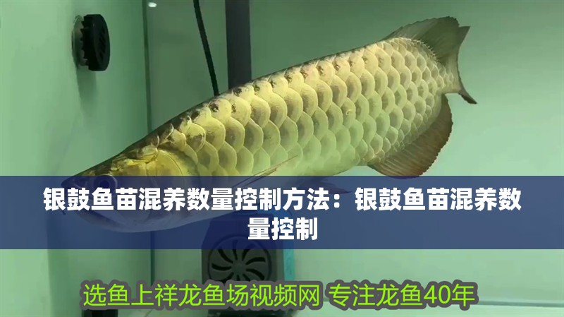 銀鼓魚苗混養(yǎng)數(shù)量控制方法：銀鼓魚苗混養(yǎng)數(shù)量控制