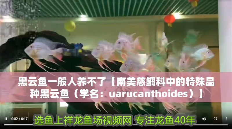 黑云魚一般人養不了【南美慈鯛科中的特殊品種黑云魚（學名：uarucanthoides）】