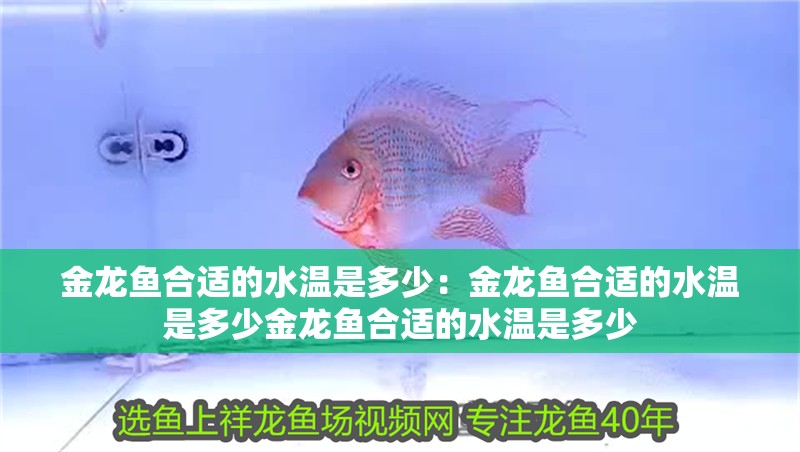 金龍魚合適的水溫是多少：金龍魚合適的水溫是多少金龍魚合適的水溫是多少