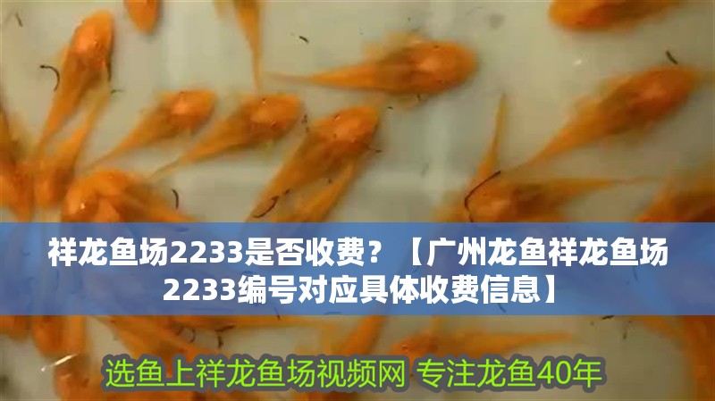 祥龍魚場2233是否收費？【廣州龍魚祥龍魚場2233編號對應具體收費信息】