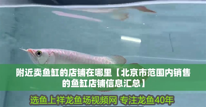 附近賣魚缸的店鋪在哪里【北京市范圍內銷售的魚缸店鋪信息匯總】