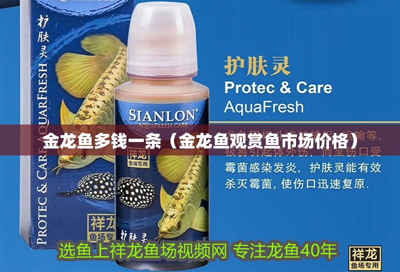 金龍魚多錢一條（金龍魚觀賞魚市場價格）