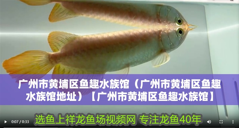 廣州市黃埔區(qū)魚趣水族館（廣州市黃埔區(qū)魚趣水族館地址）【廣州市黃埔區(qū)魚趣水族館】