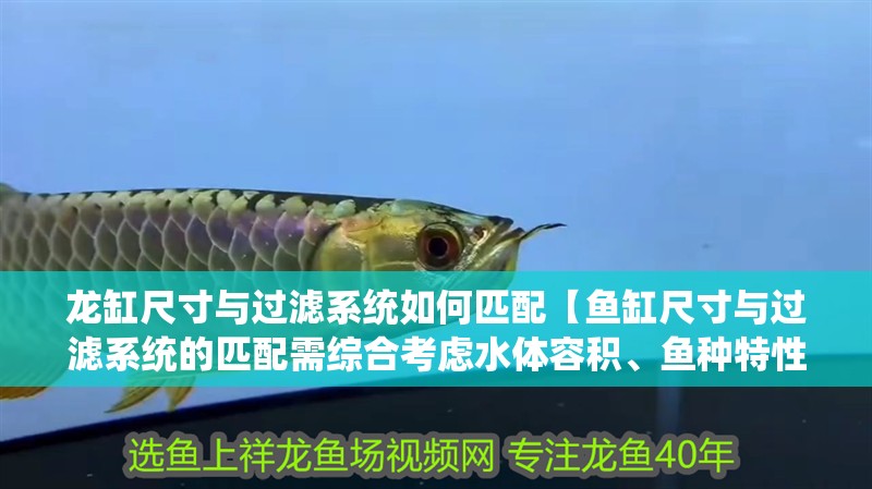 龍缸尺寸與過濾系統(tǒng)如何匹配【魚缸尺寸與過濾系統(tǒng)的匹配需綜合考慮水體容積、魚種特性及過濾效能】