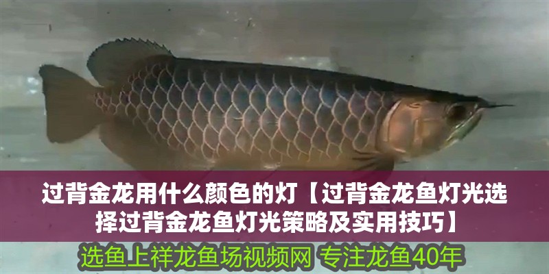 過背金龍用什么顏色的燈【過背金龍魚燈光選擇過背金龍魚燈光策略及實用技巧】