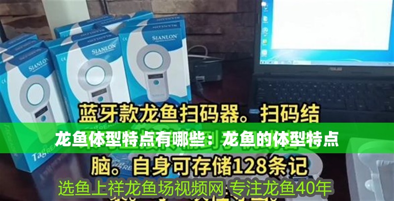 龍魚體型特點有哪些：龍魚的體型特點