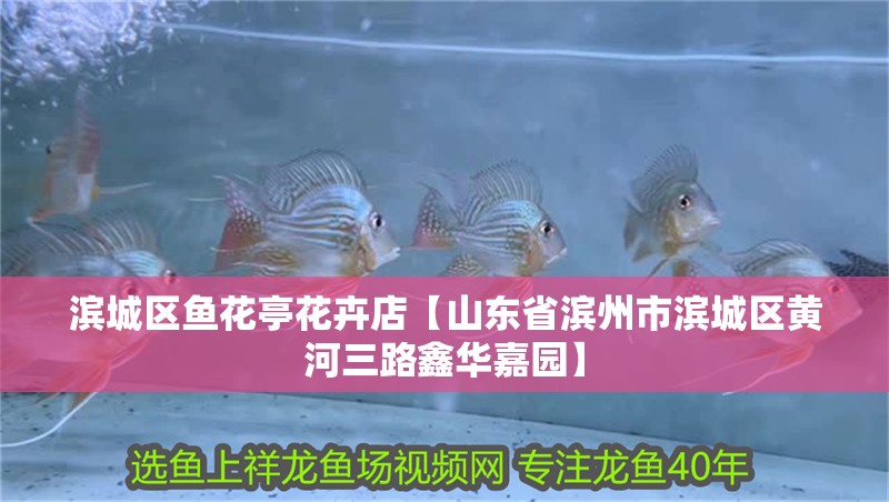 濱城區魚花亭花卉店【山東省濱州市濱城區黃河三路鑫華嘉園】