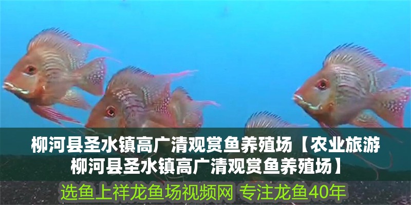柳河縣圣水鎮高廣清觀賞魚養殖場【農業旅游柳河縣圣水鎮高廣清觀賞魚養殖場】