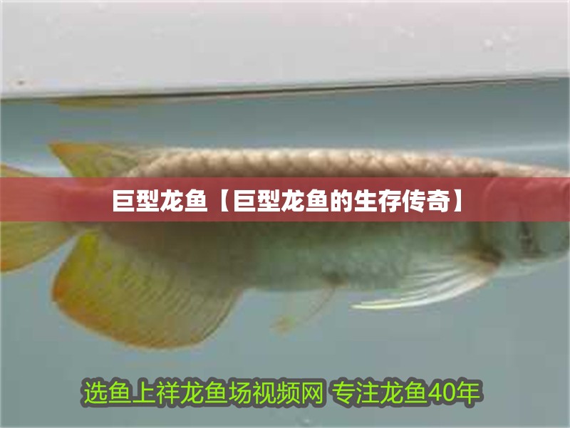 巨型龍魚【巨型龍魚的生存傳奇】