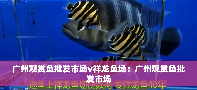 廣州觀賞魚批發市場v祥龍魚場：廣州觀賞魚批發市場