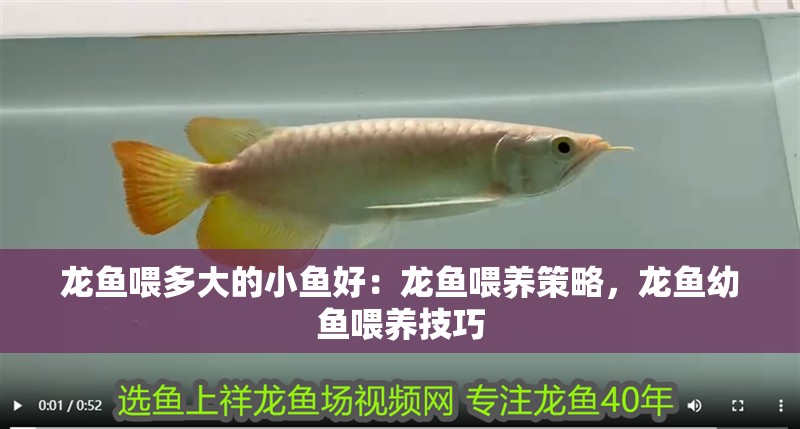 龍魚喂多大的小魚好：龍魚喂養策略，龍魚幼魚喂養技巧