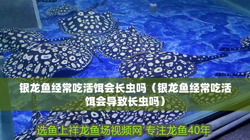 銀龍魚經常吃活餌會長蟲嗎（銀龍魚經常吃活餌會導致長蟲嗎）