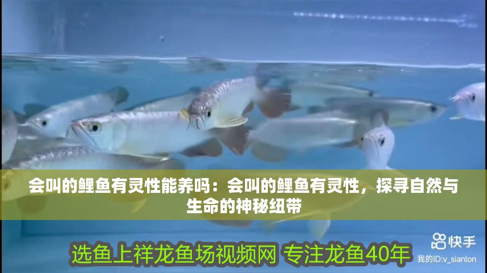 會叫的鯉魚有靈性能養(yǎng)嗎：會叫的鯉魚有靈性，探尋自然與生命的神秘紐帶