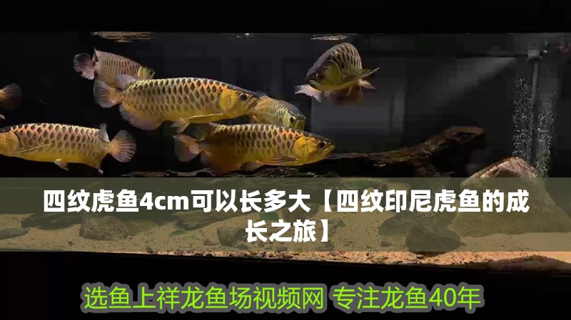 四紋虎魚4cm可以長多大【四紋印尼虎魚的成長之旅】