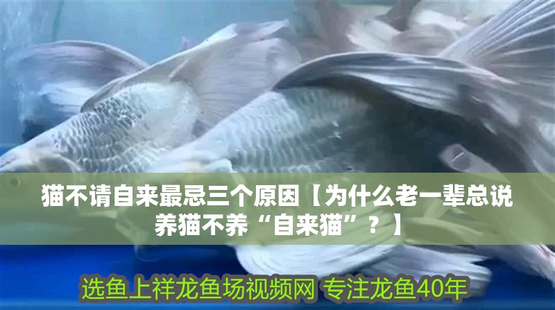 貓不請(qǐng)自來(lái)最忌三個(gè)原因【為什么老一輩總說(shuō)養(yǎng)貓不養(yǎng)“自來(lái)貓”？】